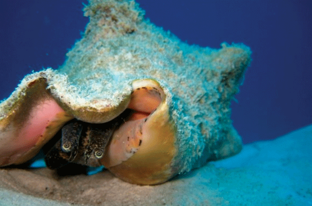 ECOSUR propone dos años más de veda para el caracol rosado