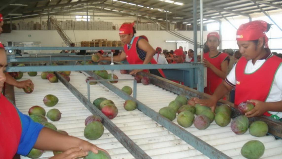 Se abren nuevos mercados en exportación de mango ataulfo