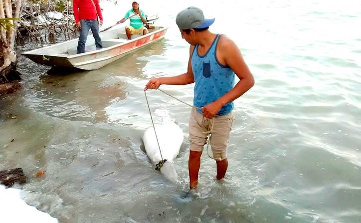Recala Manatí muerto en Laguna Guerrero