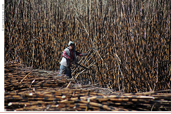 Centroamericanos, “esclavos” en plantaciones de México