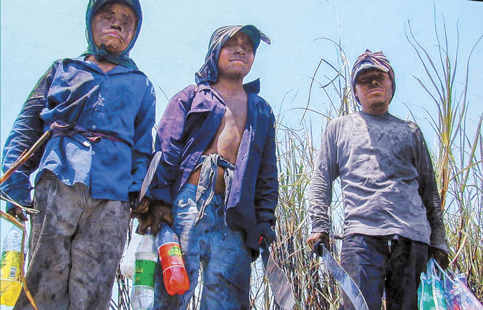 Urge un plan de ayuda para los niños jornaleros indígenas: ECOSUR