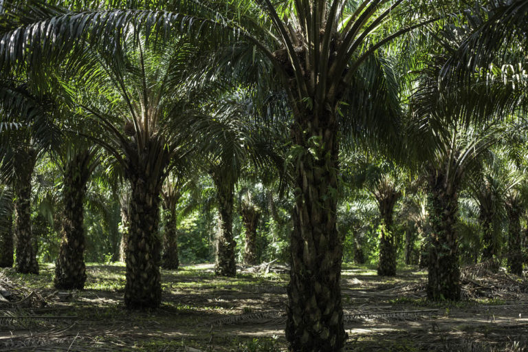 La palma africana avanza en la selva de México
