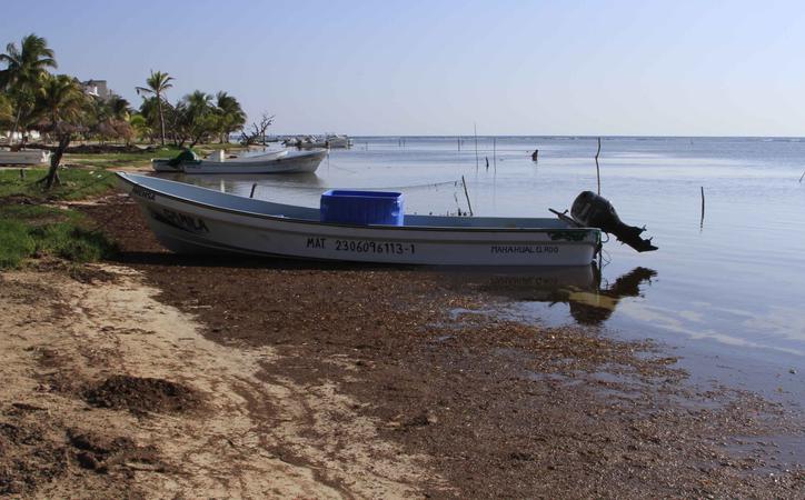 Llegan a Mahahual cuatro especies de hormigas invasoras