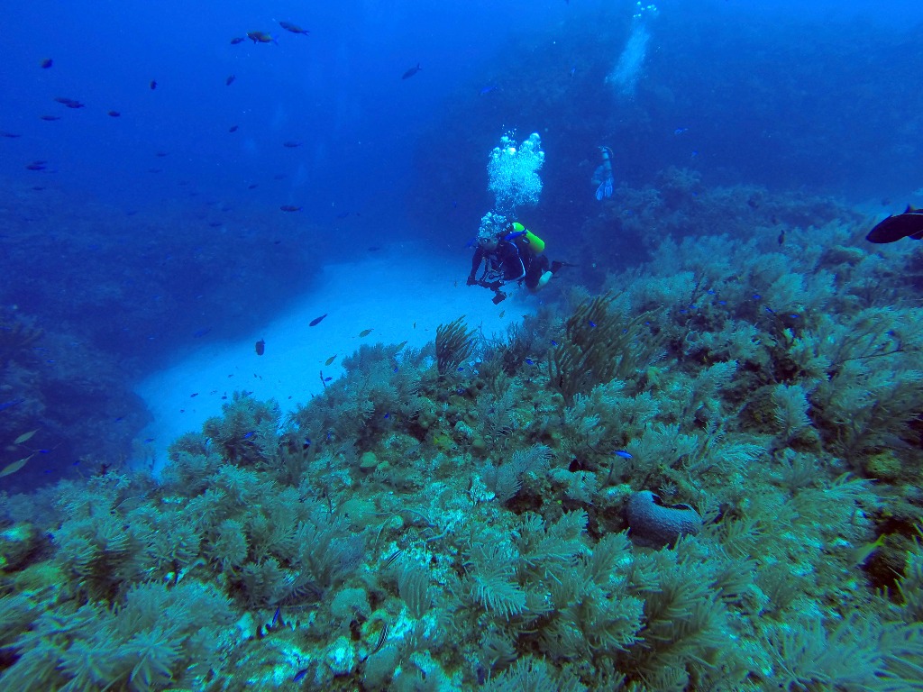 Expedición de Cuba y EU muestra buena salud coralina de la isla