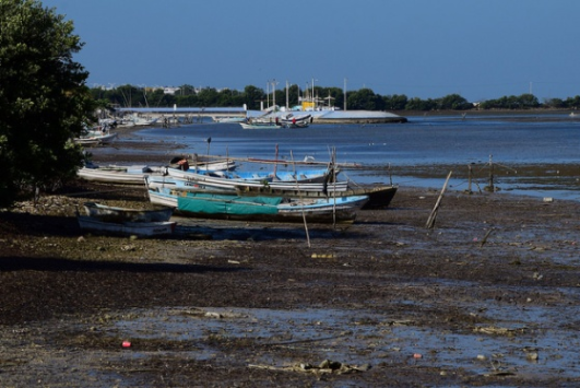 Ejemplares de peces, amenazados en el Caribe