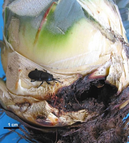 El lenguaje químico de los insectos