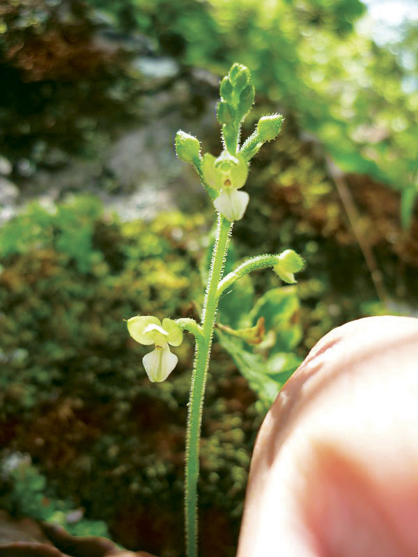 Hallan especie de orquídea cuyas flores son más pequeñas que una uña