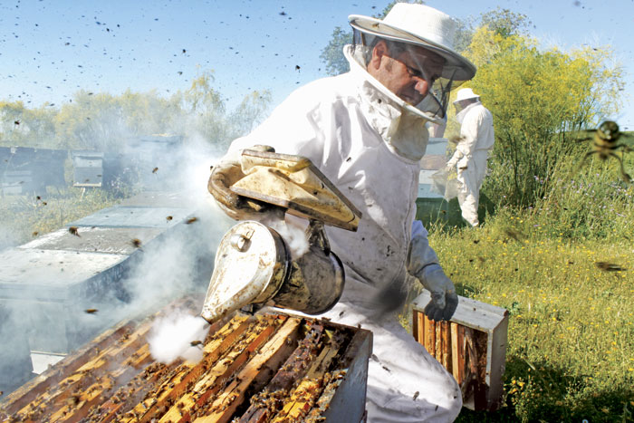Con humo de orégano combaten plagas que matan a las abejas