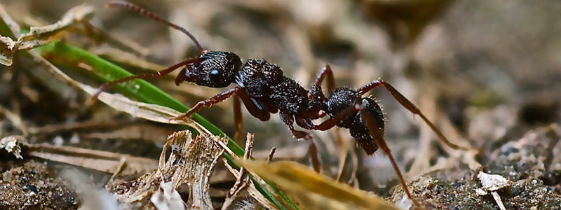 Las asombrosas hormigas ectaheteromorfas