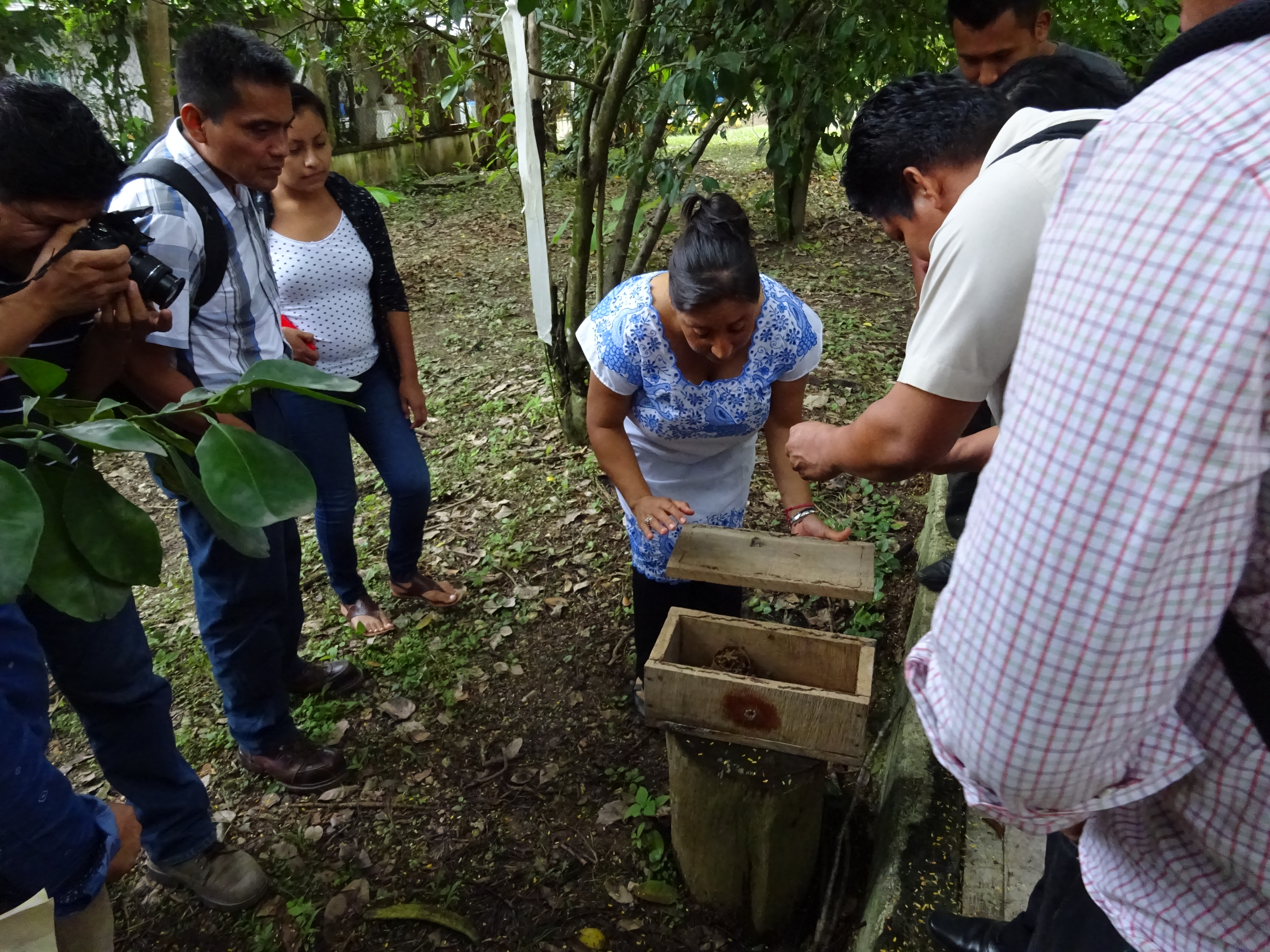 Difunden importancia del trabajo de las comunidades rurales para el rescate de las abejas sin aguijón