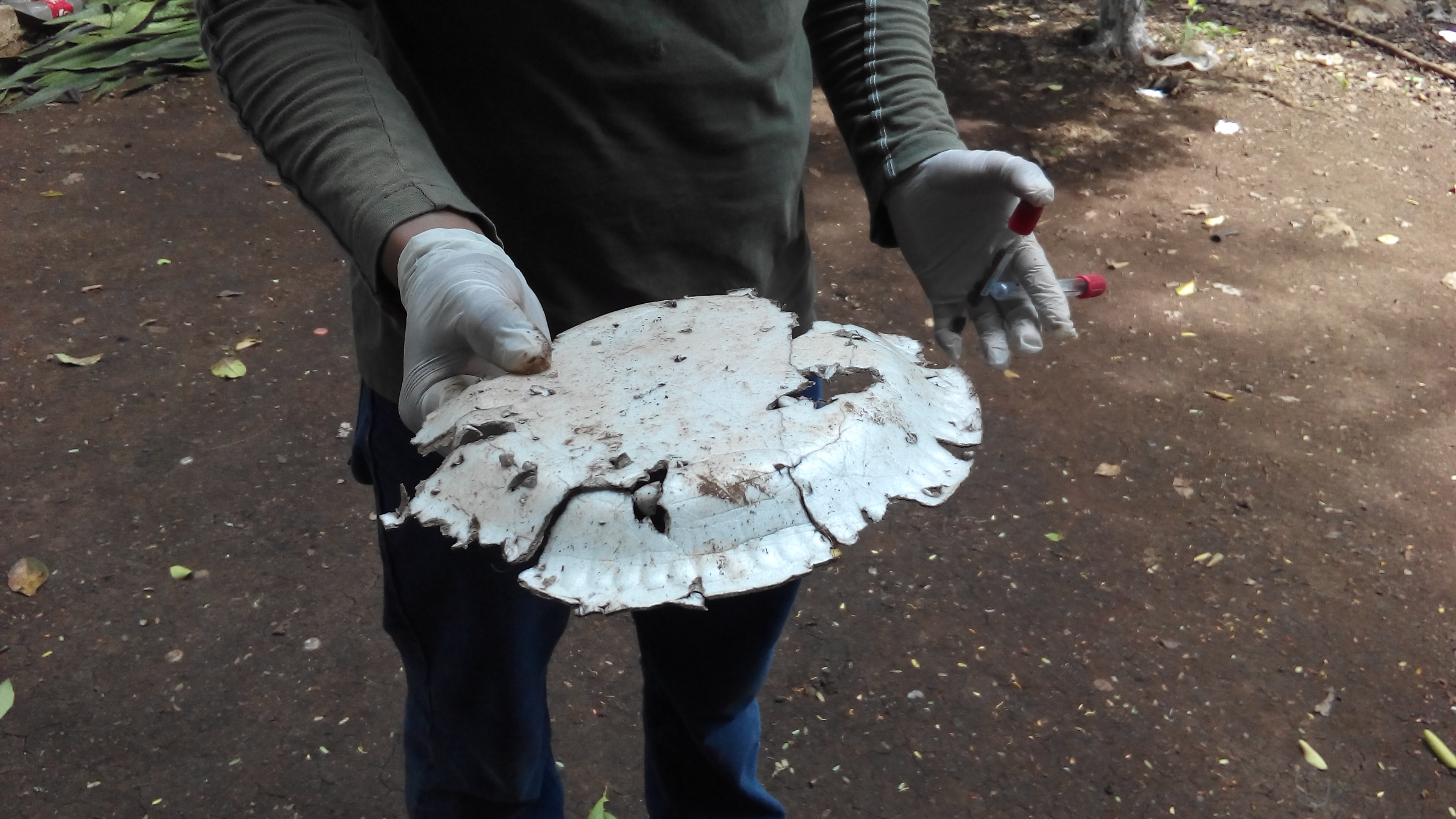 Publican resultados del primer estudio que muestra como los microplásticos son transferidos a lo largo de la cadena trófica terrestre