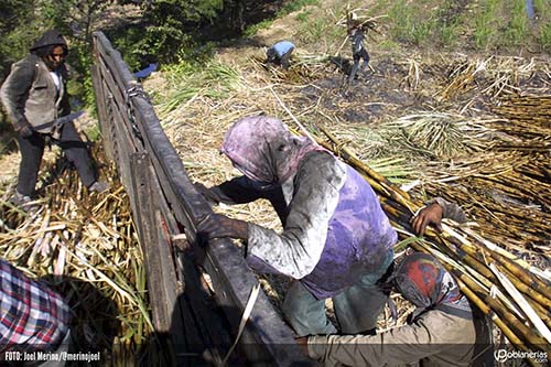 Invisible, el trabajo de la mujer en la industria azucarera: CFS