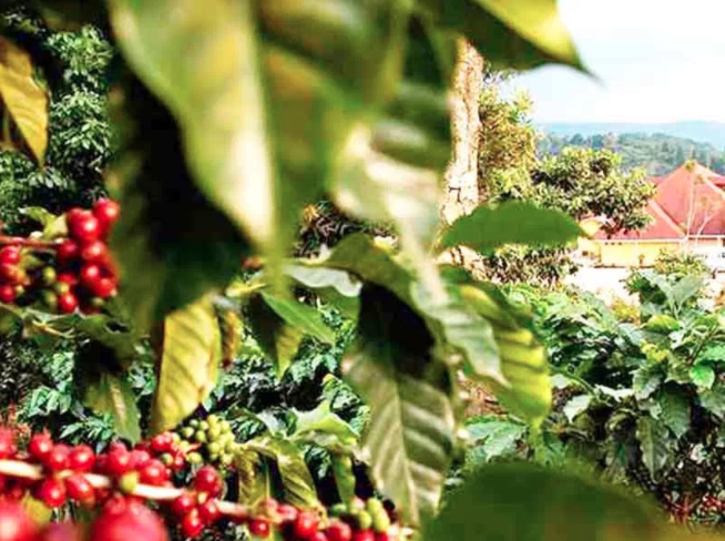 Encuentro de zonas cafetaleras de México en ECOSUR