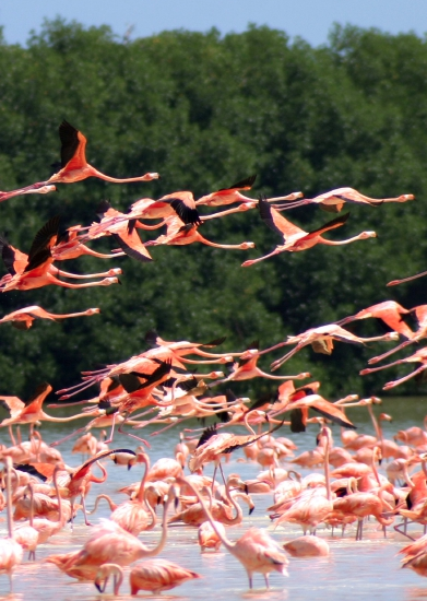 Estudios sobre patrones de migración de los flamencos