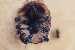 Estudiantes obtienen distinción en Congreso Mesoamericano Sobre Abejas Nativas