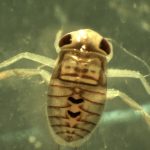 Macroinvertebrados, los pequeños “gigantes” de los humedales.