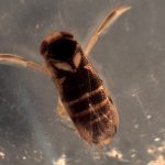 Macroinvertebrados, los pequeños “gigantes” de los humedales.