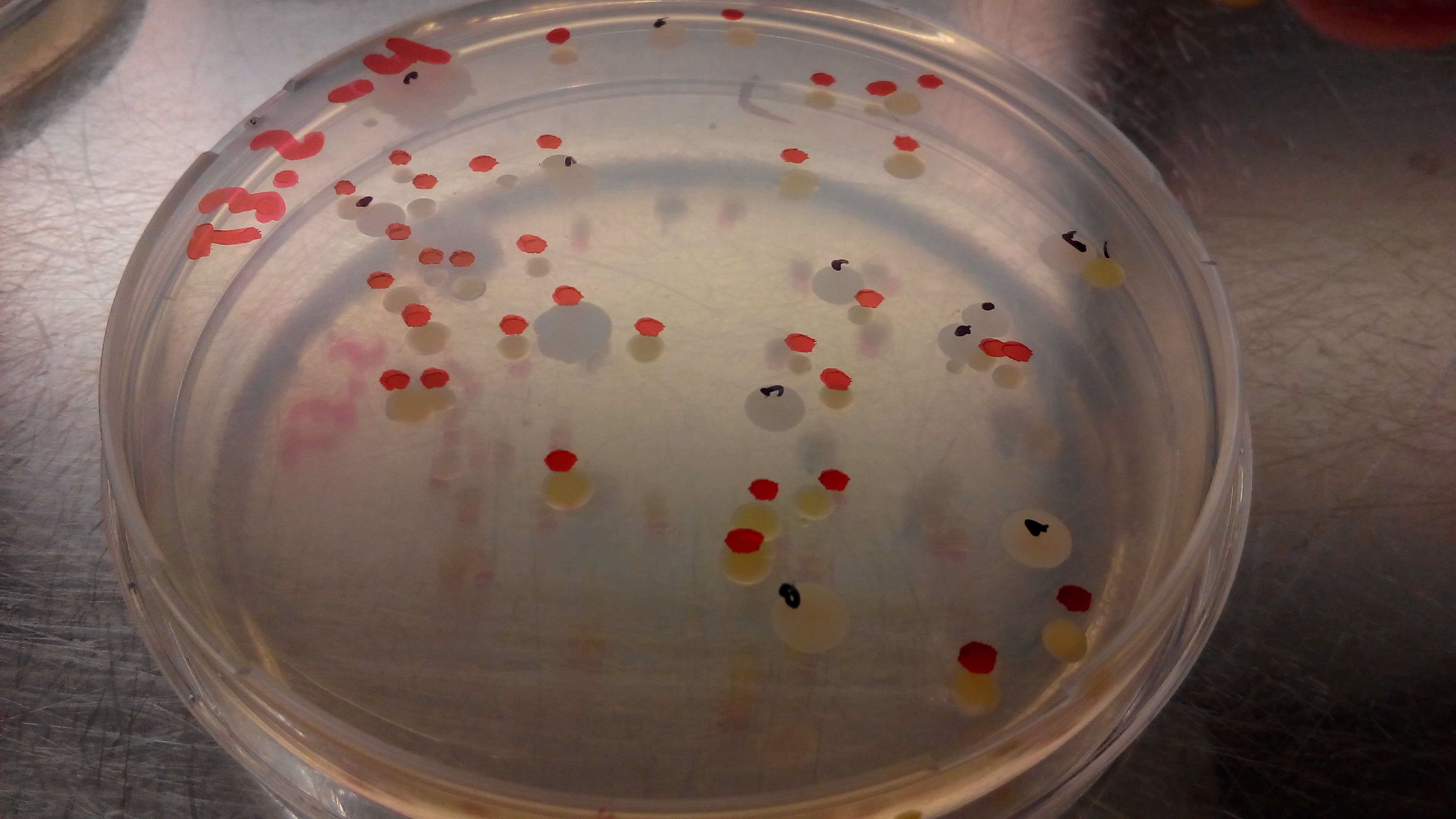 Bacterias extraídas del intestino de lombrices pueden degradar plásticos