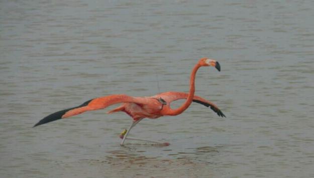 Colocan rastreadores a flamencos rosados en ANP para conocer más sobre su comportamiento