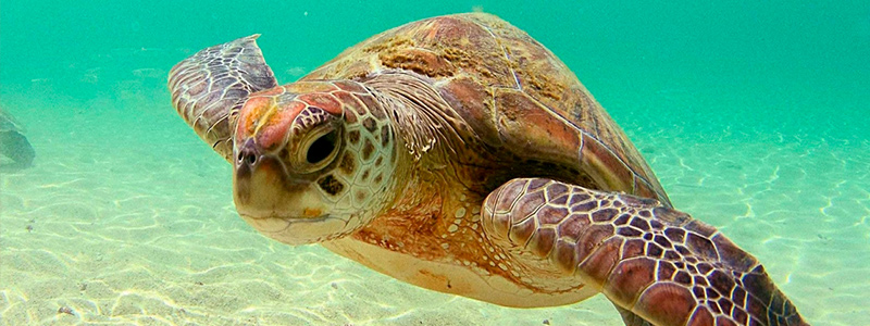 Quintana Roo, pionero en el manejo y monitoreo de tortugas marinas en México
