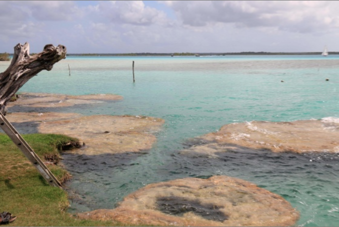 Estromatolitos en Bacalar, tema ecológico y turístico por regular