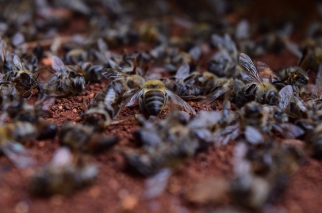 Al rescate de la abeja melipona
