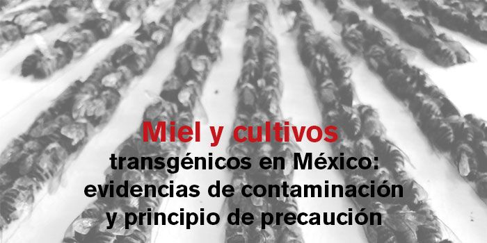 Miel y cultivos transgénicos en México, evidencias de contaminación y principio de precaución