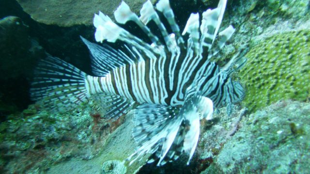 Peces, importantes indicadores de la salud del ecosistema acuático