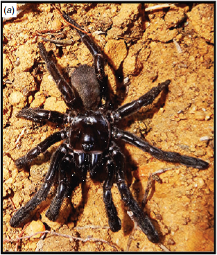 Murió “#16” (1974-2018), la araña más vieja conocida en el mundo