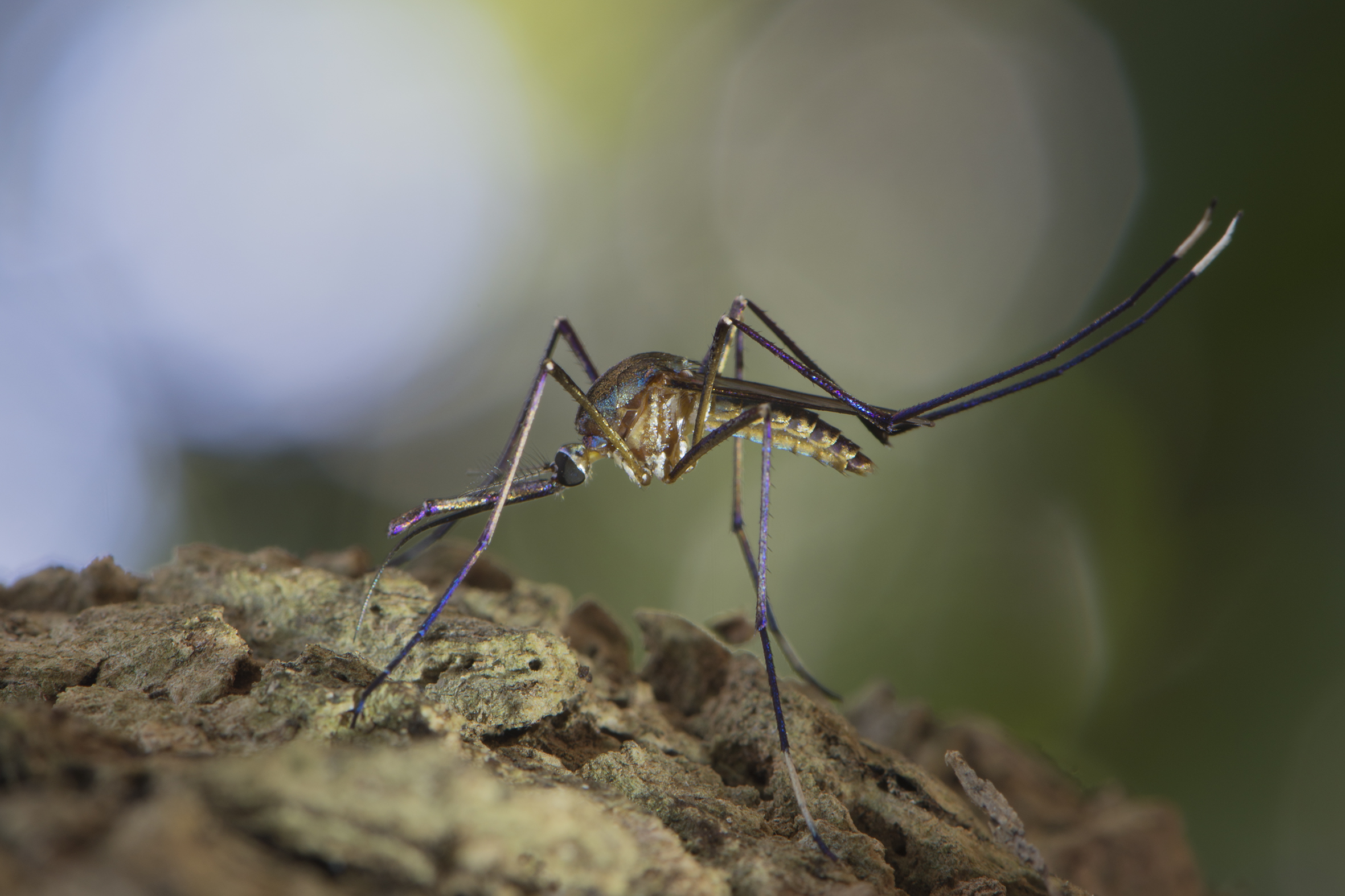 Mosquito en temporada de lluvias: el reto de Tapachula ante el dengue