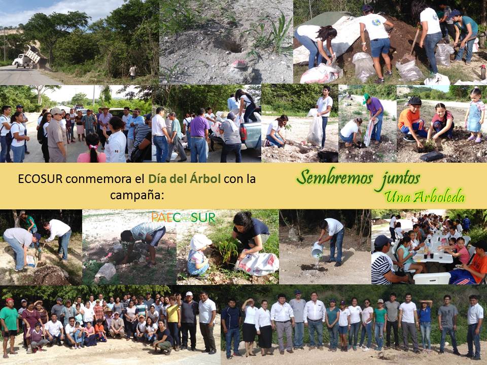 Reforestan camino de acceso a la Unidad Campeche