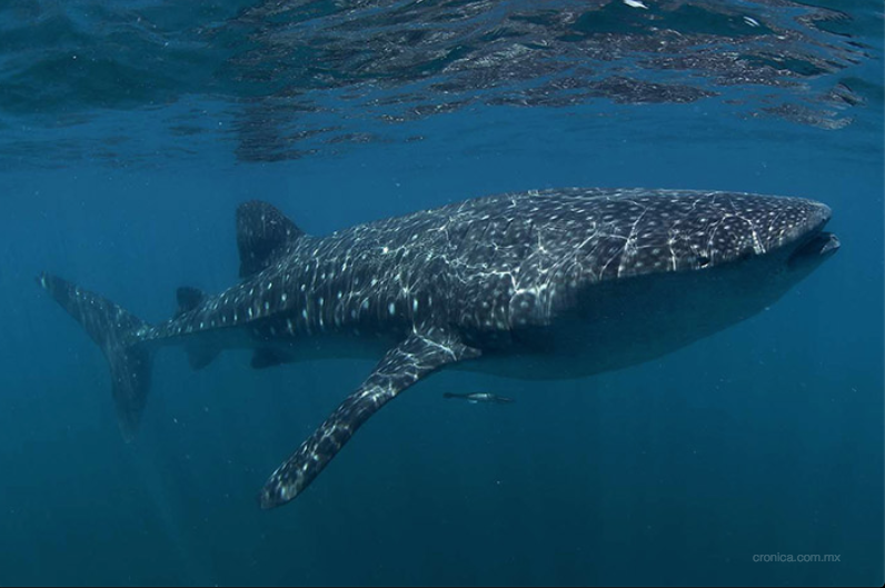 Turismo y sobrepoblación acaban con animales mayores en costas de Isla Holbox
