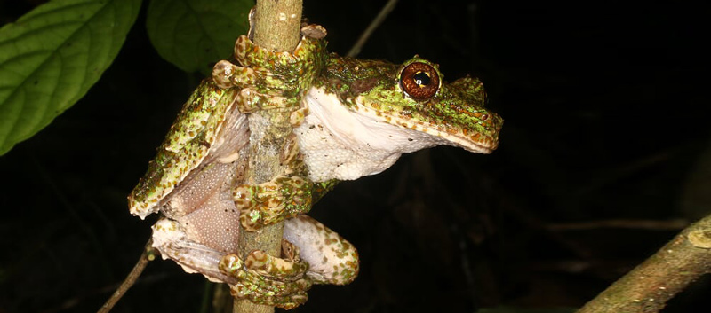 El canto de la rana arborícola, especie en peligro de extinción