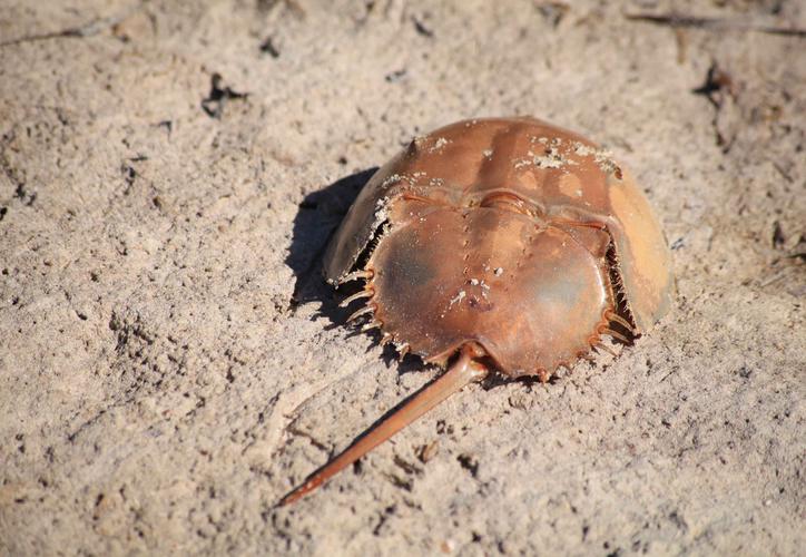 Muerte de cacerolitas de mar es fenómeno natural