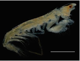 Nueva especie de crustáceo descubierto en la plataforma de Yucatán