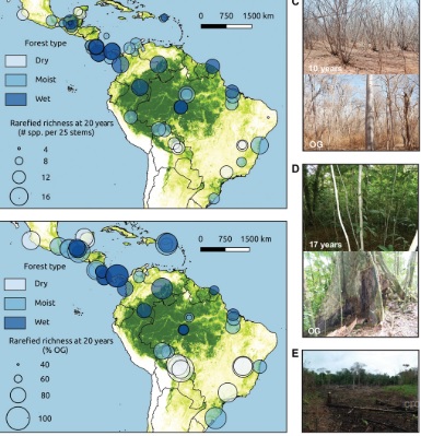 Bosques tropicales deforestados pueden recuperar 80% de sus especies en 20 años