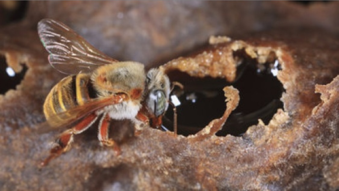 Especies mexicanas de abeja, en grave riesgo de extinción