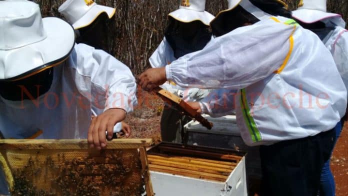 Baja la producción de miel por época de seca