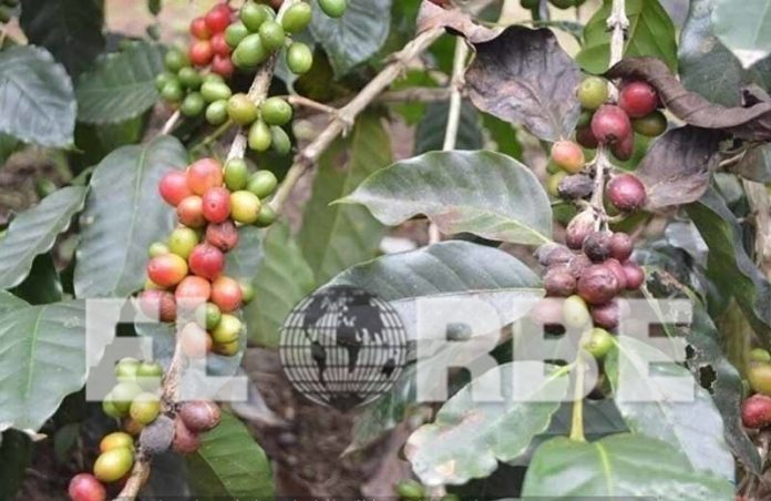 ECOSUR Refuerza Vinculación con Productores de Café