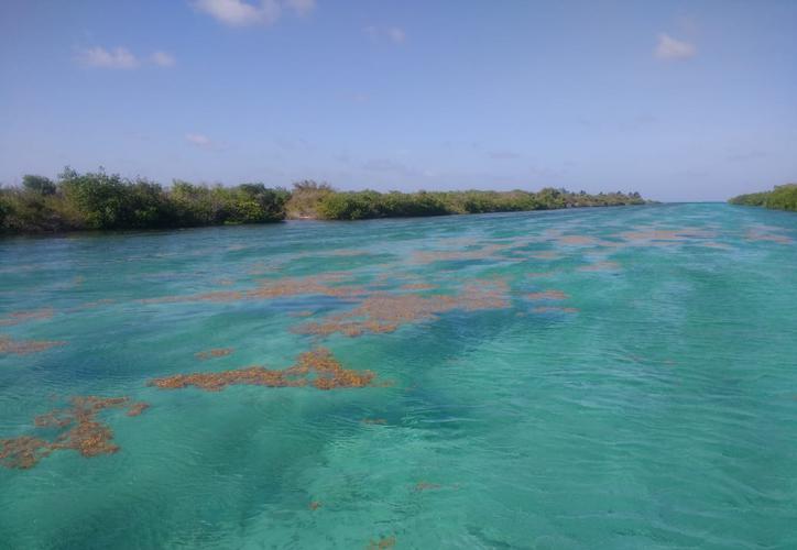 Detecta Ecosur islas de sargazo cerca de Chetumal