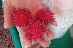 Productores deben ejecutar un mejor control biológico para mejorar la producción de rambután