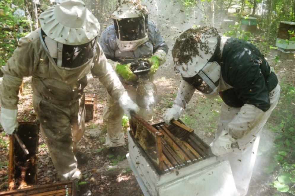 Fumigaciones en Campeche, un peligro para las abejas sin aguijón