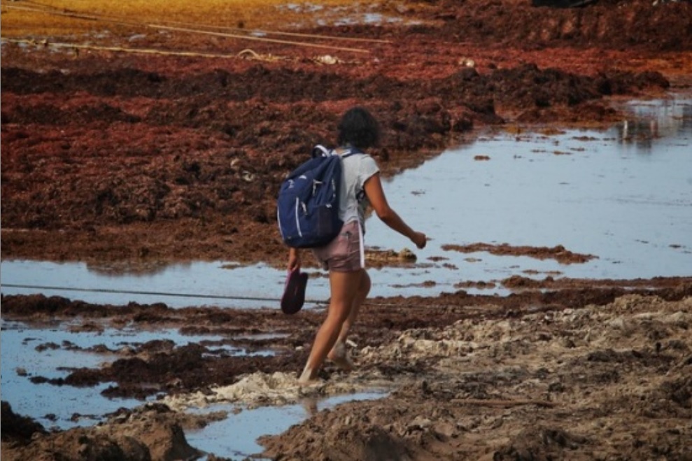 Desarrolla Ecosur app para monitorear sargazo en playas