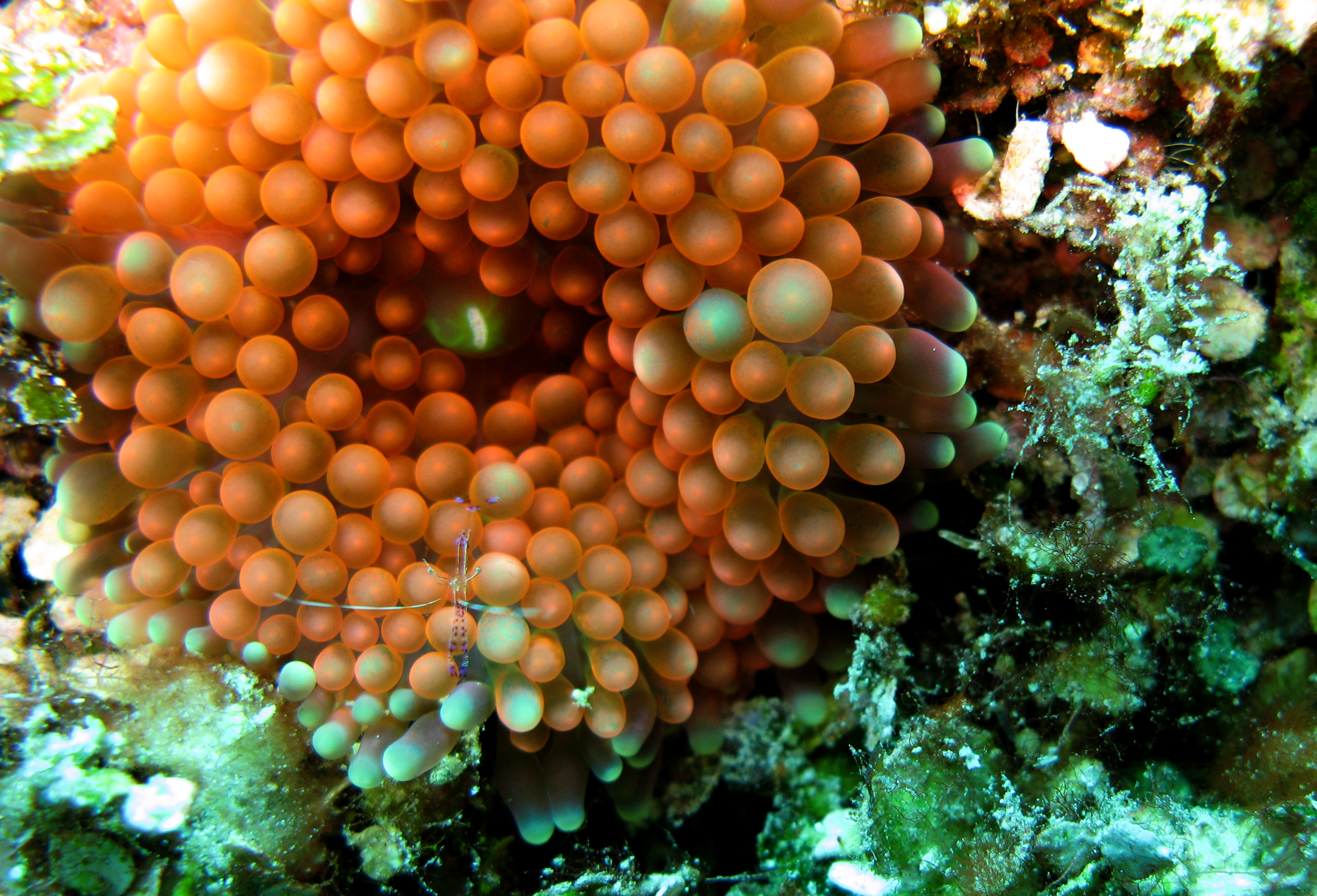 Corales, anémonas y medusas