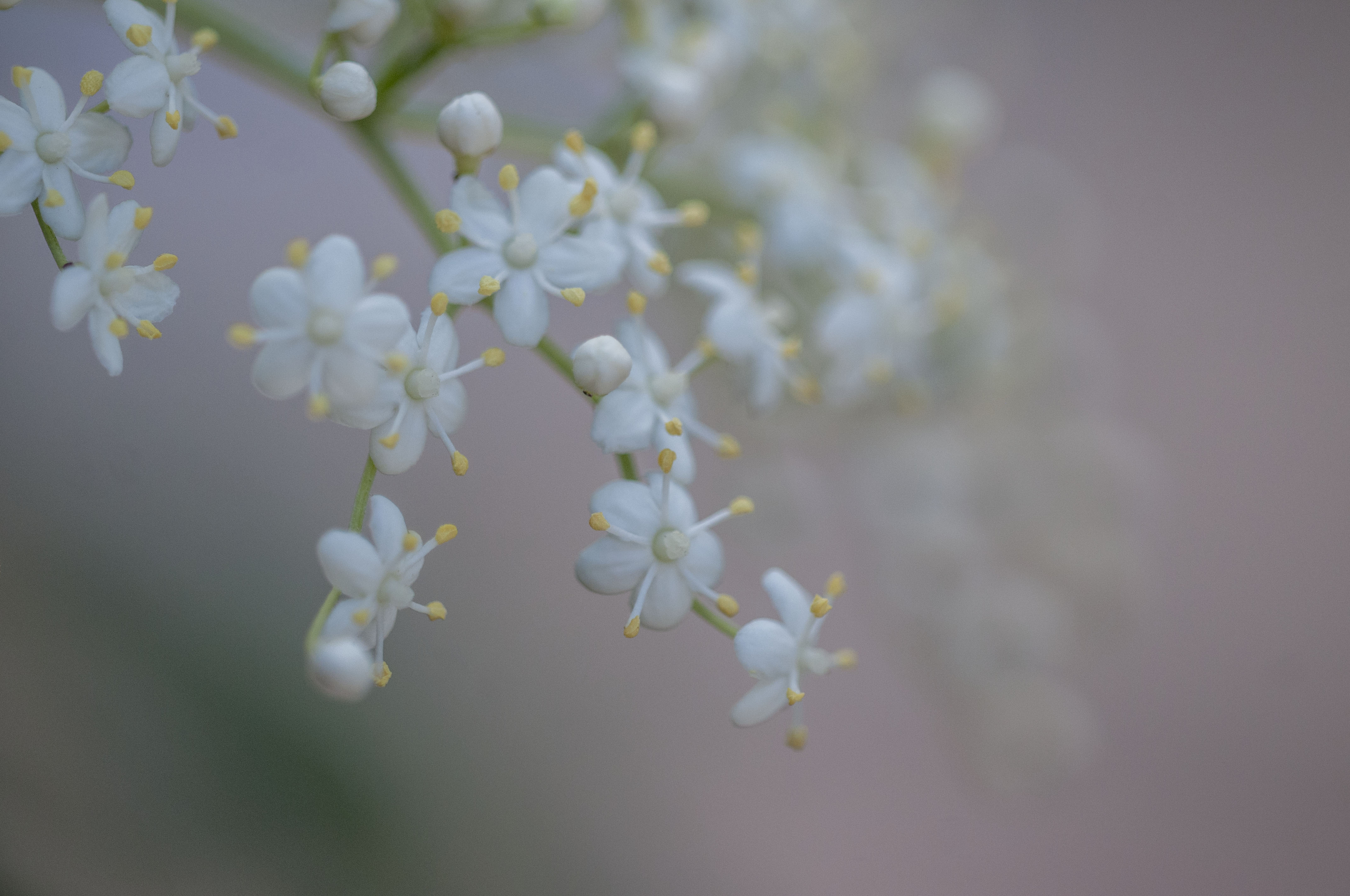 Plantas medicinales