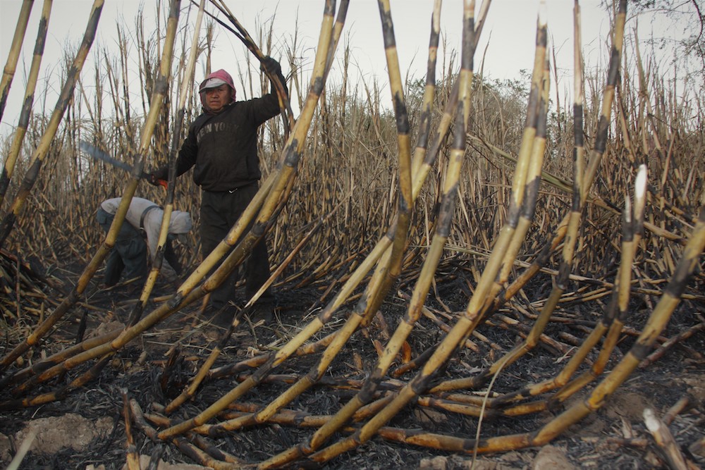 Protocolo de retorno laboral agrícola: propuesta de incidencia académica ante COVID-19