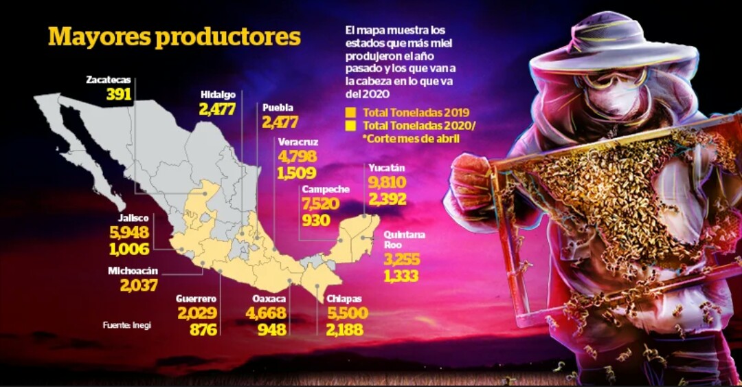 Abejas mexicanas en peligro por transgénicos