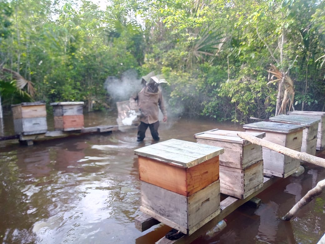 Sobre llovido mojado: actividad apícola en el poniente de Bacalar, Quintana Roo tras el paso de las tormentas tropicales