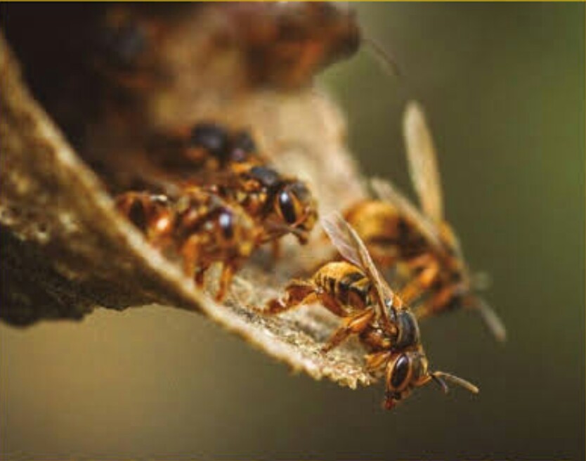 Ponencia “Abejas sin aguijón en la ciudad de San Francisco de Campeche”