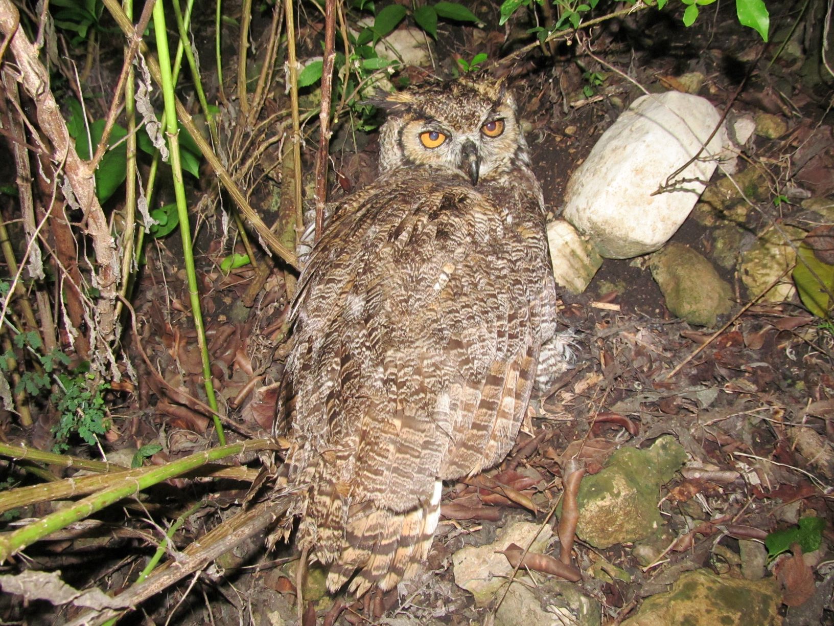 Una biodiversa exposición